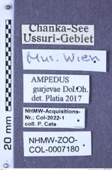 Etiketten zu Ampedus gurjevae (Dolin & Ôhira, 1976) (NHMW-ZOO-COL-0007180)